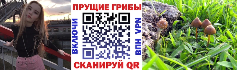 Галлюциногенные грибы прущие грибы  гидра зеркало  Перевоз 